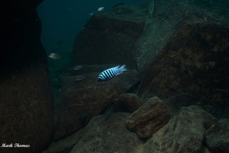 Maylandia zebra 'Mitande Reef (Rocks)'